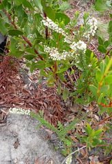 Struthiola dodecandra