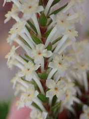 Struthiola dodecandra