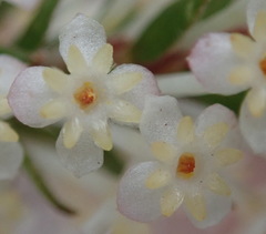 Struthiola dodecandra