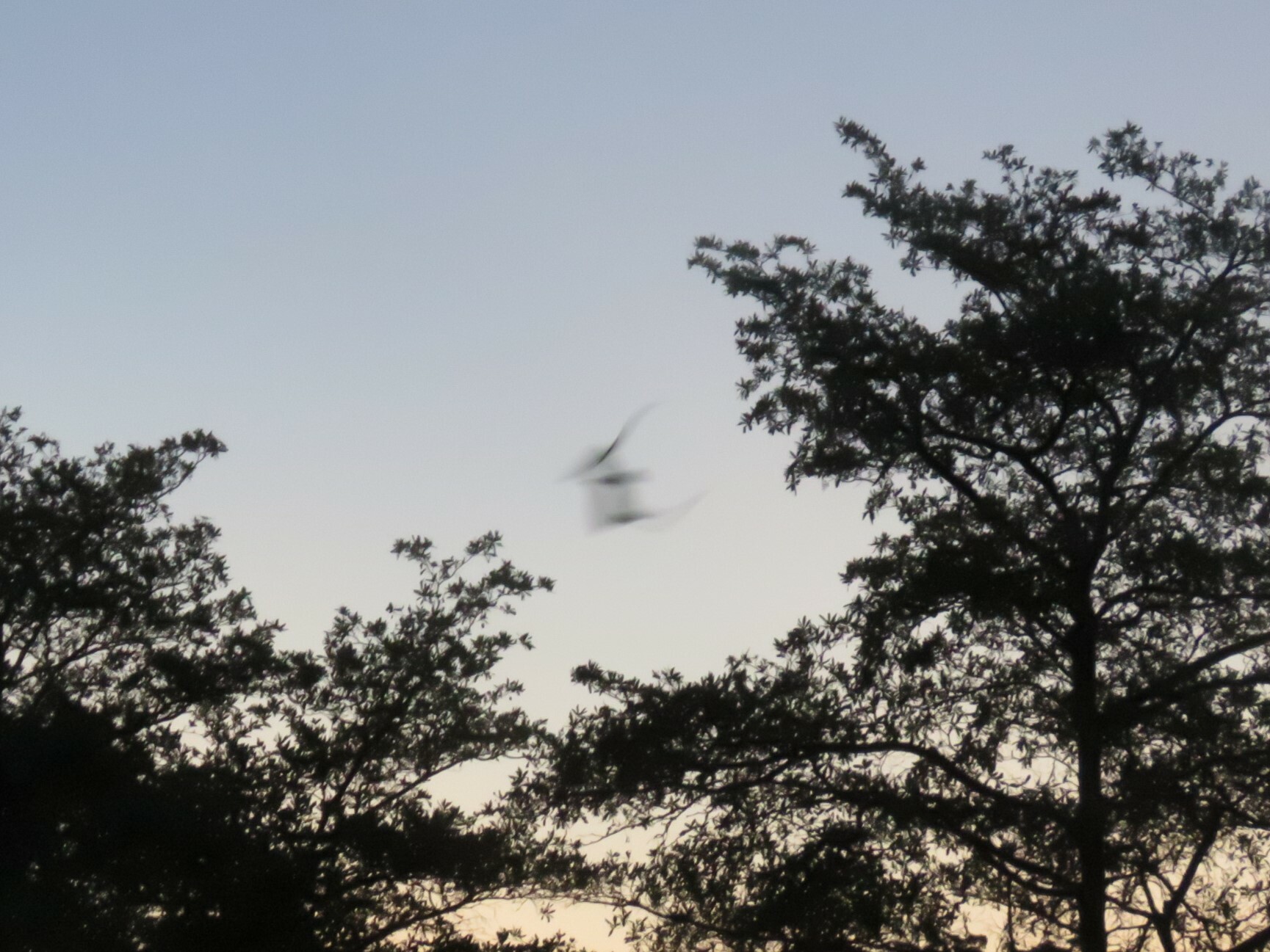 Pennant-winged Nightjar (Caprimulgus vexillarius), photo 10