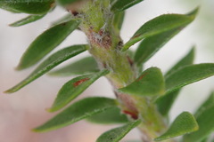 Struthiola dodecandra