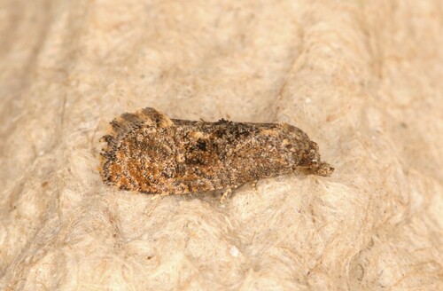 Thyraylia discana