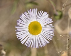 Erigeron lobatus