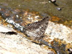 Charaxes achaemenes achaemenes