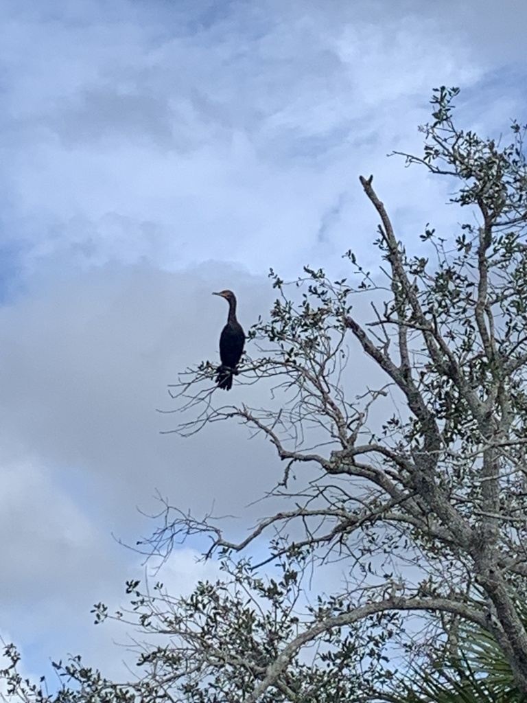 Double-crested Cormorant from Picayune Strand State Forest, Naples, FL ...