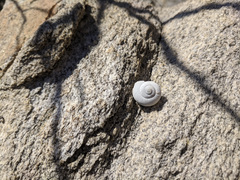 Cahuillus indioensis