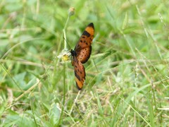 Acraea acara