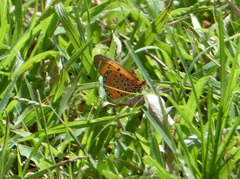 Acraea caldarena