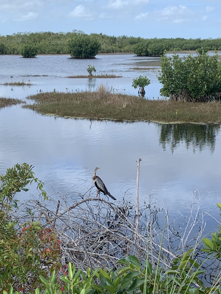 Anhinga from Picayune Strand State Forest, Naples, FL, US on January 25 ...