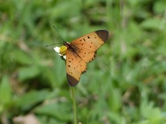 Acraea caldarena