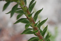 Struthiola dodecandra