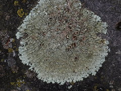 Xanthoparmelia plittii