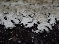 Xanthoparmelia plittii