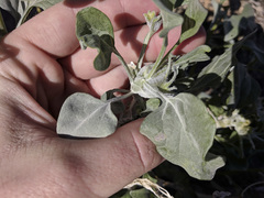 Asphondylia enceliae