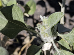 Asphondylia enceliae