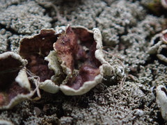 Xanthoparmelia plittii