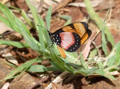 Acraea anemosa