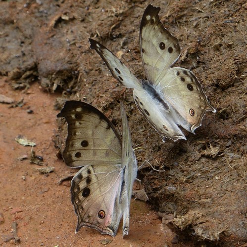 Common Mother-of-Pearl