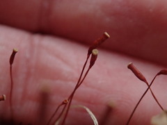 Atrichum altecristatum