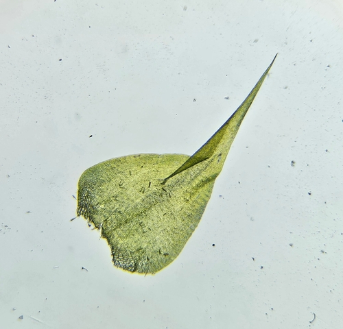 Image of Campylium protensum by (c) Helen Waterman, some rights reserved (CC BY)