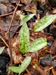 Erythronium americanum