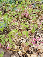 Epimedium × versicolor