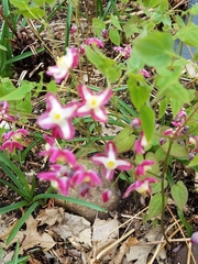 Epimedium × versicolor