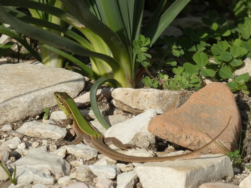 Sicilian Wall Lizard, Trapani, Sicily, IT, photo 4 of 10