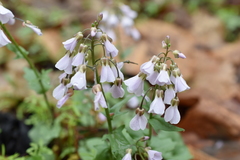 Cardamine douglassii