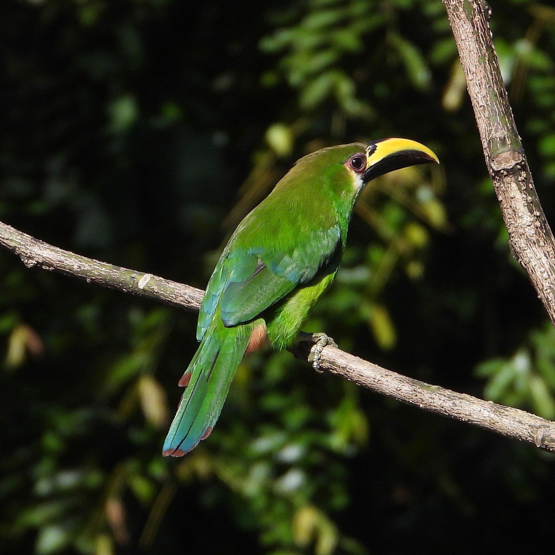 Northern Emerald-Toucanet illustration