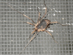 Protolophus singularis