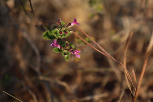 Image of Endostemon viscosus by (c) Vikas D Prasad, some rights reserved (CC BY-SA)