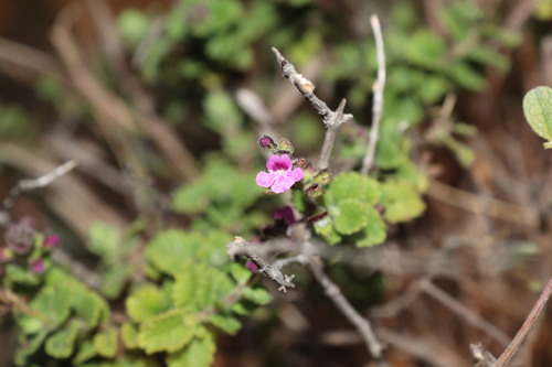 Image of Endostemon viscosus by (c) Vikas D Prasad, some rights reserved (CC BY-SA)