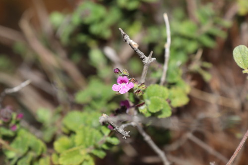Image of Endostemon viscosus by (c) Vikas D Prasad, some rights reserved (CC BY-SA)