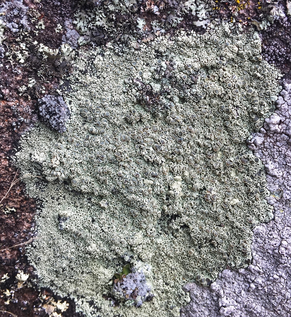 Rhizoplaca weberi