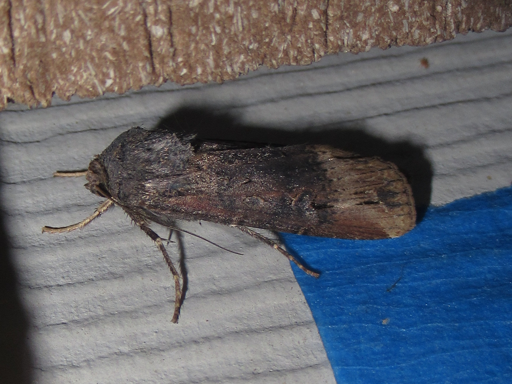 Ipsilon Dart Moth from Salton Dr., Austin, Travis Co., TX on January 26 ...