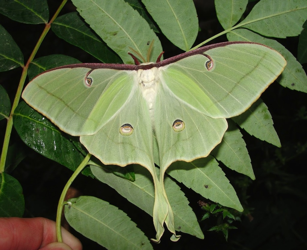 North American Luna Moth from West Babylon, NY, USA on July 22, 2013 by ...