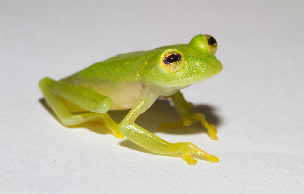 Starrett's Glass Frog