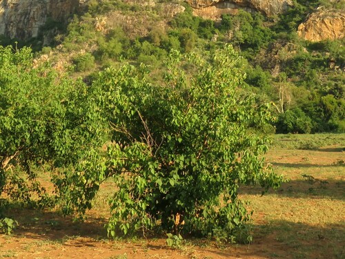 Image of Croton megalobotrys by (c) Christiaan Viljoen, some rights reserved (CC BY)