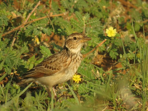 Monotonous Lark (Mirafra passerina), photo 8