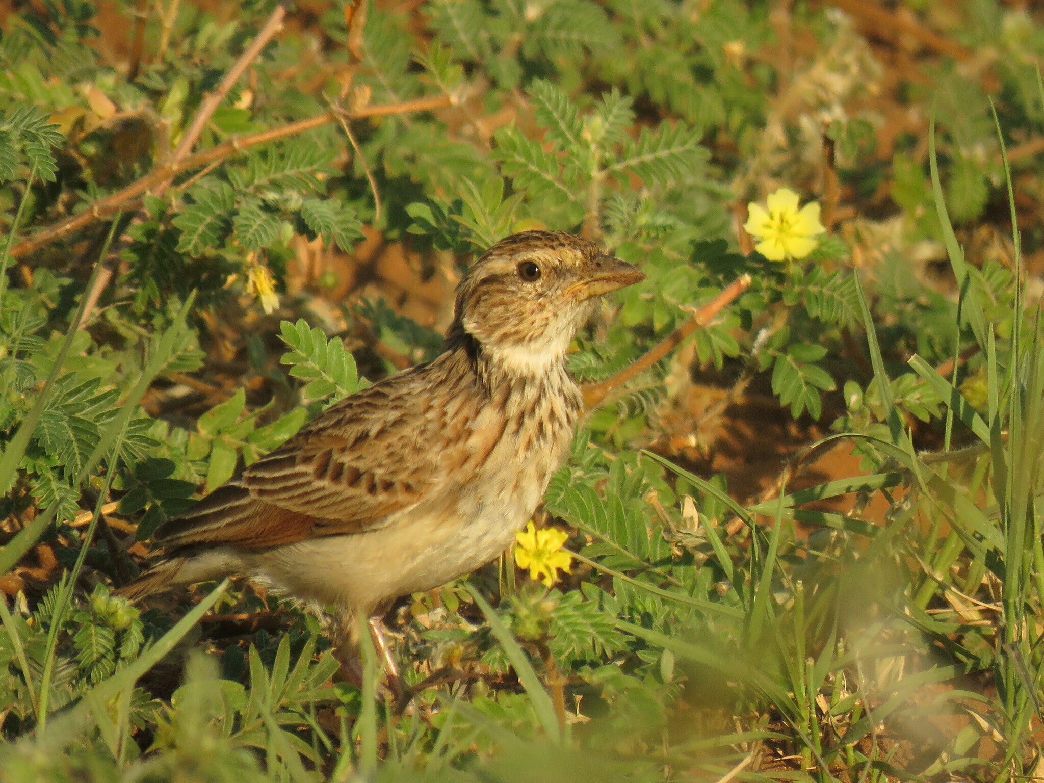 Monotonous Lark (Mirafra passerina), photo 9