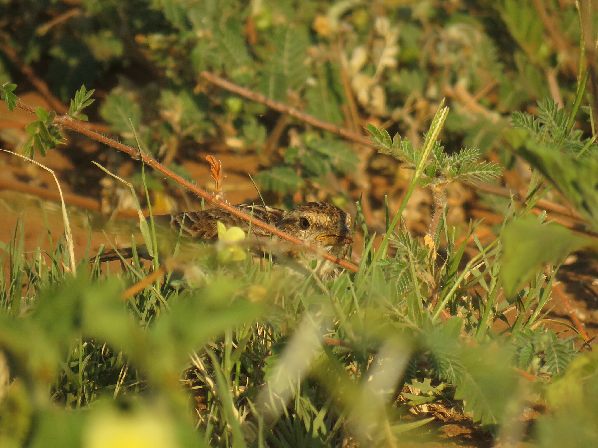 Monotonous Lark (Mirafra passerina), photo 10