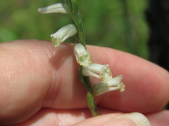Spiranthes praecox
