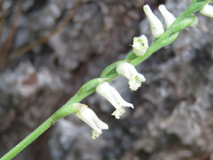 Spiranthes praecox