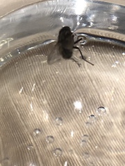 Musca domestica
