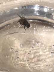 Musca domestica