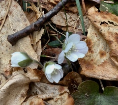 Hepatica americana