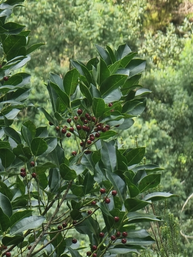 Small-leaved holly (Ilex canariensis)