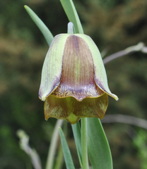 Fritillaria acmopetala