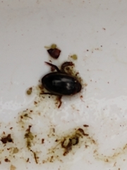 Hydaticus bimarginatus